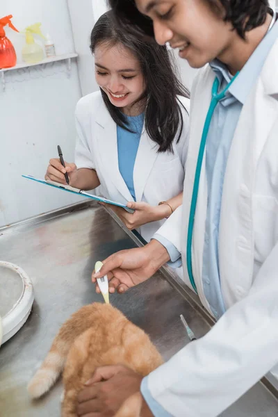 Gato sentado na mesa é examinado por um médico do sexo masculino usando um termômetro e um médico do sexo feminino toma notas — Fotografia de Stock