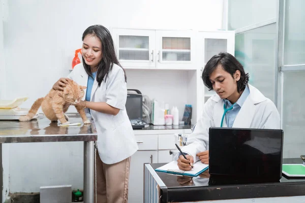 Sentado gato é realizada e examinada pelo médico feminino eo médico masculino tomar notas enquanto sentado em uma mesa — Fotografia de Stock