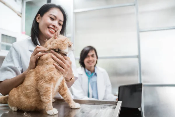 女性獣医師は猫の首をテーブルの上で調べ — ストック写真