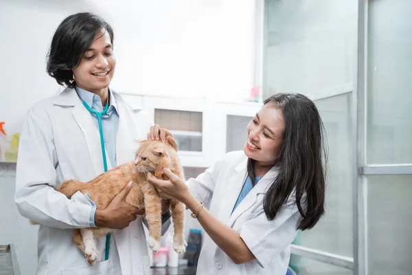 Ázsiai nő állatorvos gazdaság és vizsgálata egy macska hozta egy férfi állatorvos — Stock Fotó