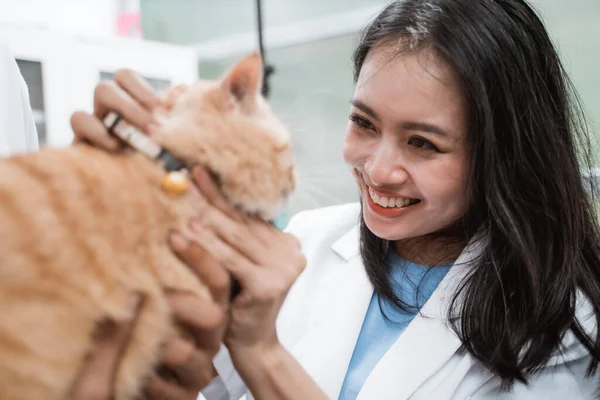 Asiático veterinário sorri ao verificar marrom gato — Fotografia de Stock