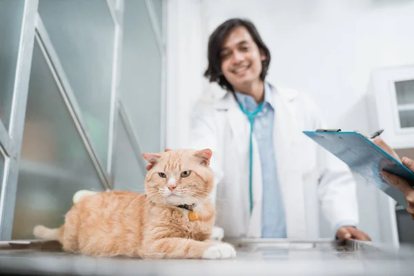 Gato marrom sentado na mesa segurando pelo veterinário masculino — Fotografia de Stock