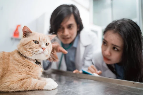 Um gato marrom observado por médicos femininos e veterinários masculinos — Fotografia de Stock