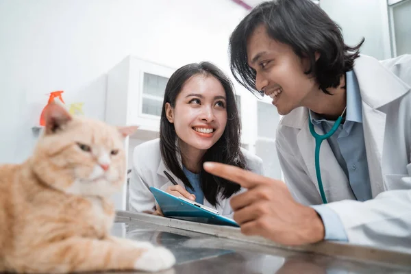 Par de veterinários com apontando os dedos observando um gato marrom — Fotografia de Stock