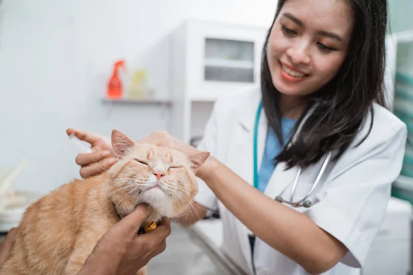 Veterinário fêmea que utiliza a injeção que dá a vacina ao gato — Fotografia de Stock