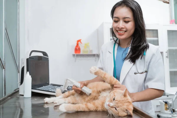 Médecin vétérinaire fait échographie examen d'un beau chat mignon — Photo