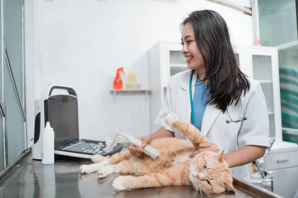 Médico veterinário sorridente está fazendo ultra-som examinar de abdômen um gato — Fotografia de Stock