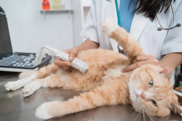 超音波が猫の腹部を調べると医師の手が閉じて — ストック写真