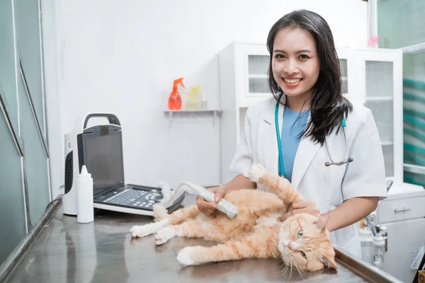 asian female veterinarian doctor is making ultrasound examine of abdomen a cat
