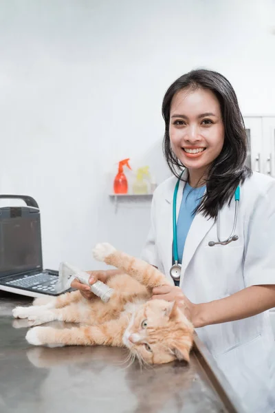 Veterinário feminino está fazendo um ultra-som do abdômen gatos antes da cirurgia — Fotografia de Stock