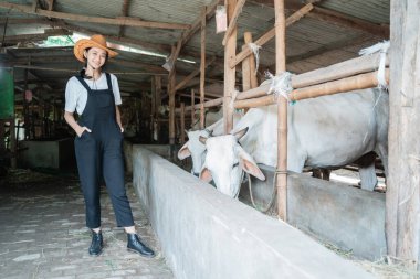 Kovboy kız inek kafesinde şapka takıyor.