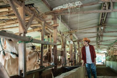 Kovboy şapkası takan bir çiftçi çitin içinde inekleri gözlemliyor.