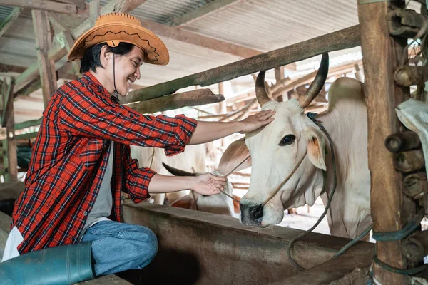 カウボーイ・マンはカウボーイ・ハットをかぶって笑顔で牛の頭を撫でて — ストック写真