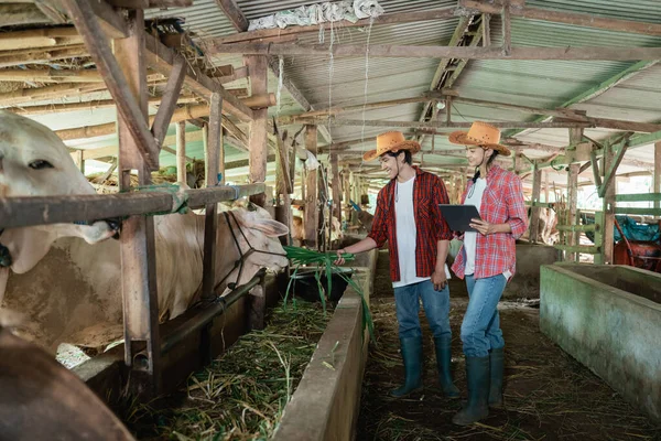 cow farmer couples use a tablet and feed the cows with hay