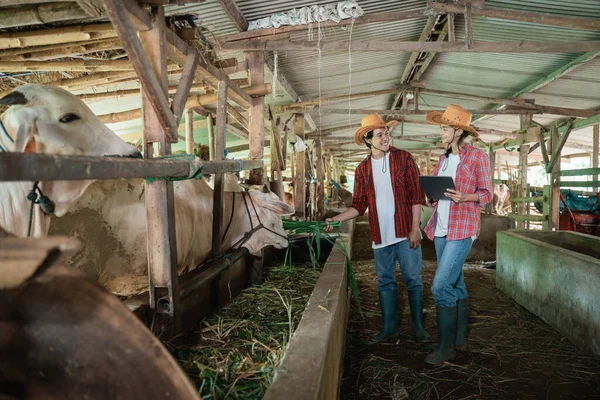 タブレットを持っている牛農家の女性が牛に干し草を与えながら — ストック写真