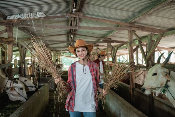 多くの牛と干し草を持って立っている牛農家の女の子の終わり — ストック写真