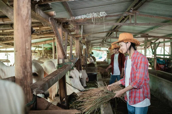 牛に餌をやるために藁を持っている間に帽子をかぶっている農家の女の子は幸せ — ストック写真