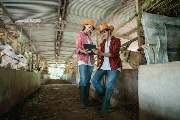 cow farmer couple looking at and using the tablet together