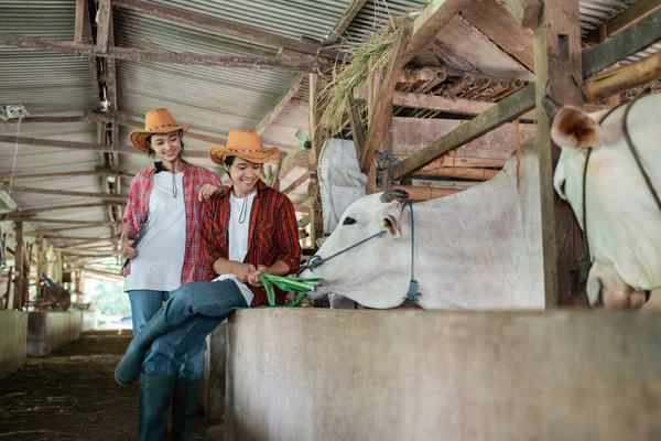 Girls and boys smile wearing casual clothes while feeding cows with grass