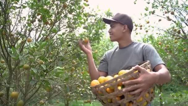 Naranja agricultor comprobar la calidad de las frutas — Vídeos de Stock