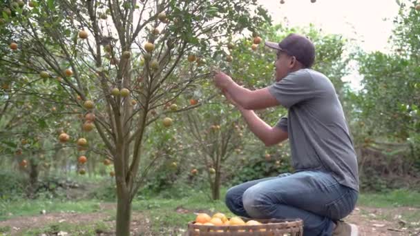 Orangenbauer überprüfen die Qualität der Früchte — Stockvideo