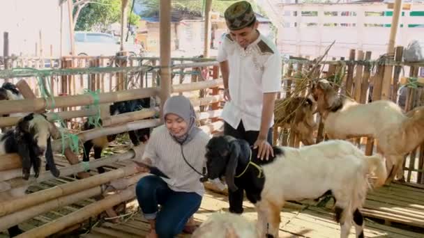 Ασιατικός μουσουλμάνος κτηνίατρος ιατρικός έλεγχος ζώων αγρόκτημα — Αρχείο Βίντεο