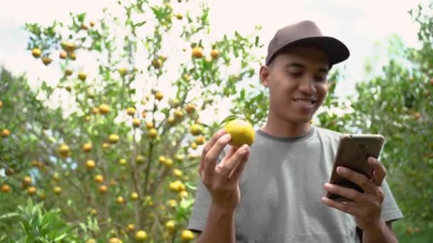 Oranžový farmář kontroluje kvalitu ovoce — Stock video