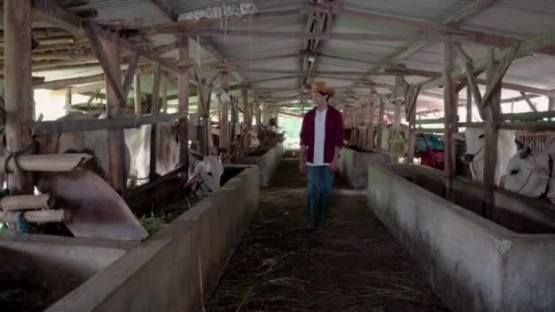 Homme asiatique porter un chapeau de cow-boy tout en vérifiant vache hangar — Video