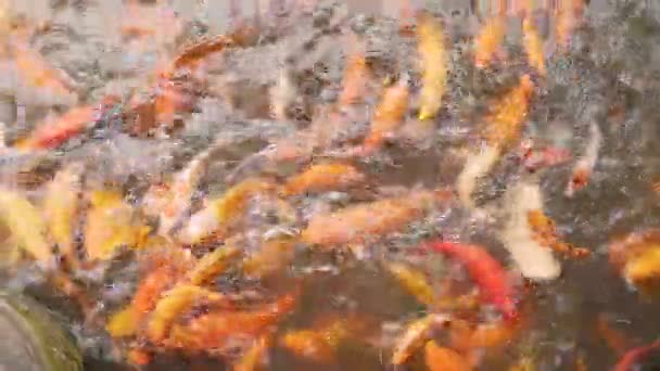 Hermoso pez koi en el estanque — Vídeos de Stock