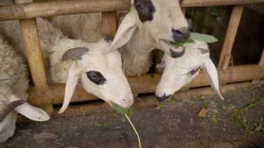 İnsanlar kafeslerdeki sevimli keçilere yapraklı saplar verir.