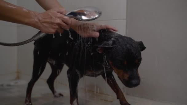 Küçük köpekler banyoda köpüğe şampuandır. — Stok video