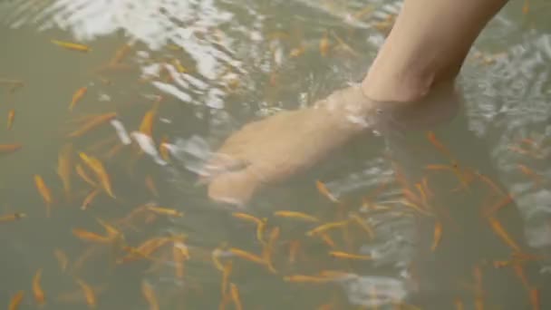 Оздоровительный уход за кожей с рыбой, также называемый закуской рыбы и кенгала. — стоковое видео