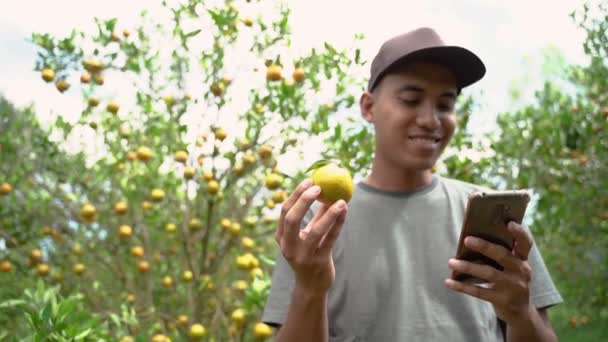 Oranžový farmář kontroluje kvalitu ovoce — Stock video