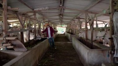 Asyalı adam kovboy şapkası takıyor ve inek ahırını kontrol ediyor.