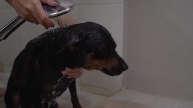 Küçük köpekler banyoda köpüğe şampuandır.