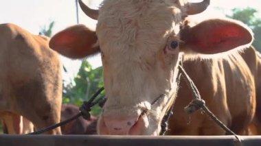 Çiftlikteki kahverengi inek ya da boğa