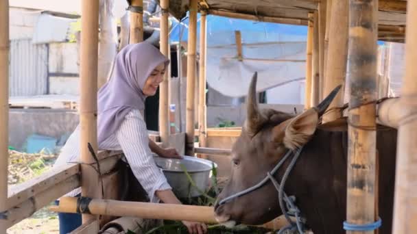 Muslimsk kvinnlig jordbrukare som utfodrar djur — Stockvideo