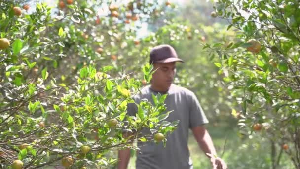 Oranje boer controleert de kwaliteit van de vruchten — Stockvideo