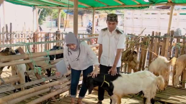 Asiático musulmán veterinario médico chequeo granja animal — Vídeos de Stock