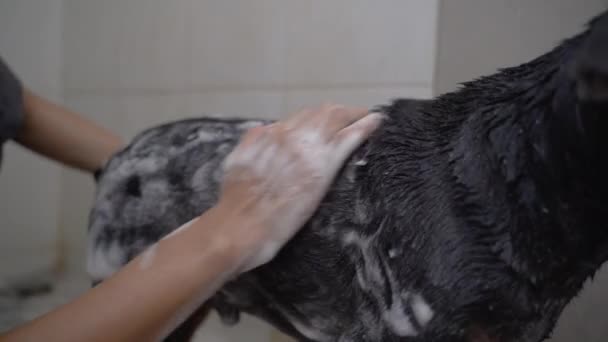 Küçük köpekler banyoda köpüğe şampuandır. — Stok video