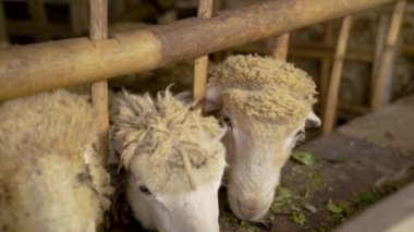 İnsanlar kafeslerdeki sevimli keçilere yapraklı saplar verir.