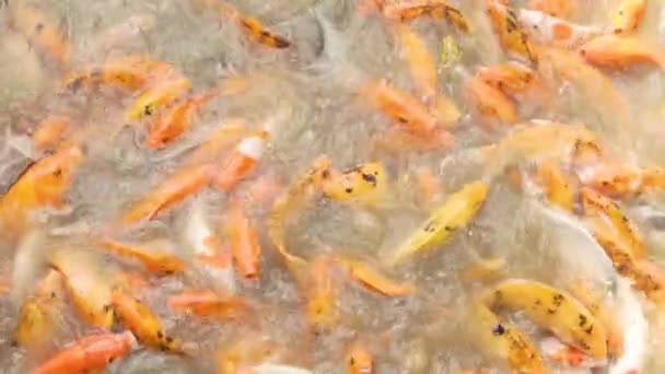 연못에 있는 물고기 — 비디오