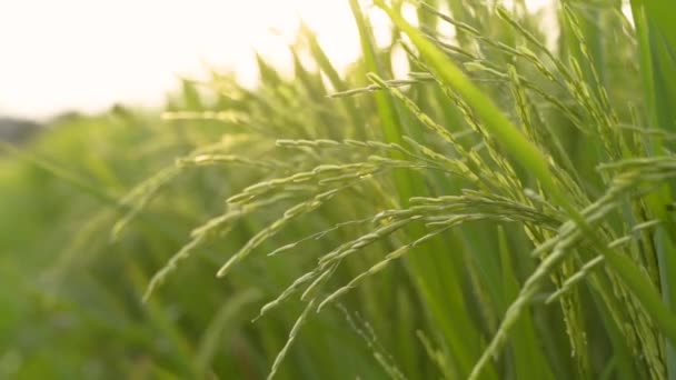 Verde paddy orez plante în aer liber — Videoclip de stoc