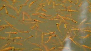 Balık spa pedikür sağlıklı cilt bakımı balık ile