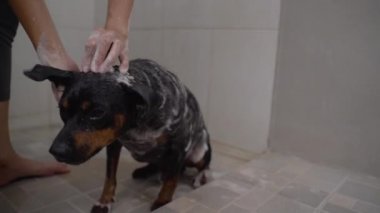 Küçük köpekler banyoda köpüğe şampuandır.
