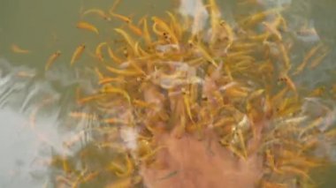 Balık spa pedikür sağlıklı cilt bakımı balık ile