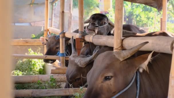 Brun ko eller tjur på gården — Stockvideo