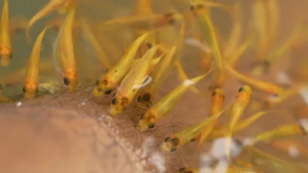 Peixe spa pedicure wellness tratamento de cuidados com a pele com o peixe — Vídeo de Stock