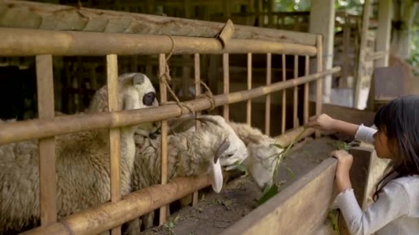 La gente da tallos frondosos a cabras lindas en jaulas — Vídeo de stock