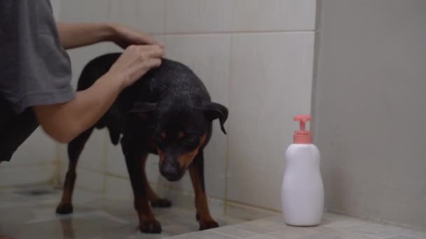 Małe psy są szampon do piany w łazience — Wideo stockowe